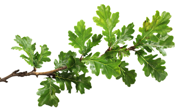 Oak branch with leaves on transparent or white background