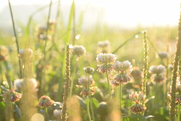朝日に照らされるシロツメクサ
