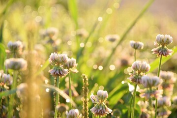 朝日に照らされるシロツメクサ