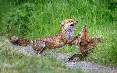 Two young foxes fighting