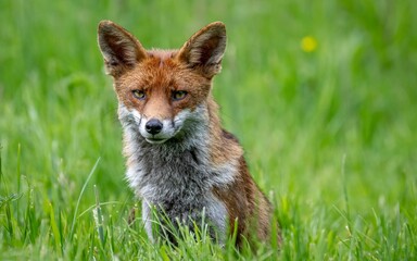 Beautiful Red fox amongst the flowers