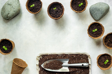 Floral and gardening background. Seedlings of passion fruit in peat pots