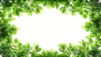 Obraz premium Lush green leaves bordering a bright white background, ideal for eco-friendly themes. 