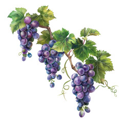 Autumn and harvest element, A digital painting of a bunch of purple grapes with green leaves, isolated on transparent background, Autumn and harvest element
