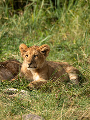 Baby Lion in the Savannah, wildlife, wild animals, family lions