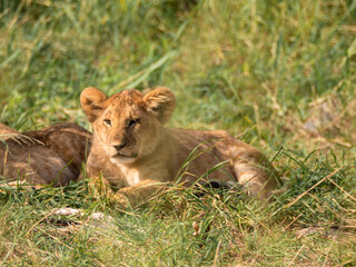 Baby Lion in the Savannah, wildlife, wild animals, family lions