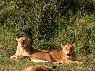 Lions in the Savannah, wildlife, wild animals, family lions