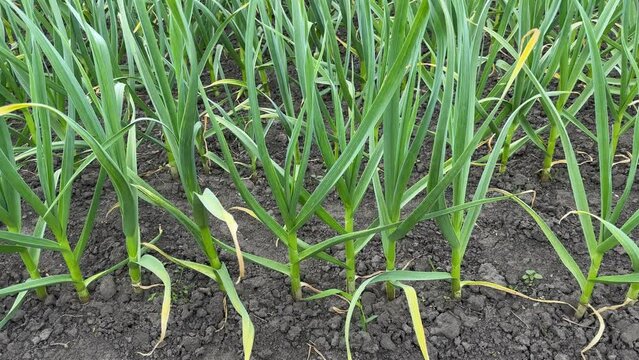 Green plants of young garlic on field in overcast morning