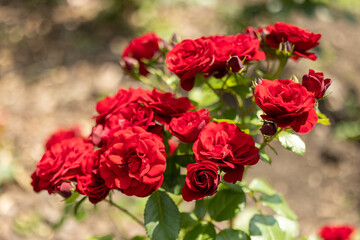 Red roses on a blooming rose bush
