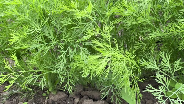 Young plants of the dill growing on field close-up
