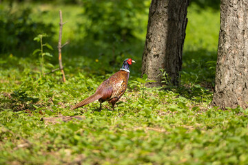 Male pheasant among the trees