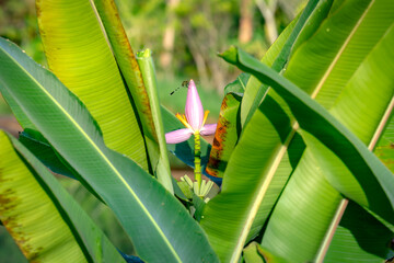 Banana flower, pink Banana flower in the jungle