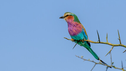 Serengeti's lilac