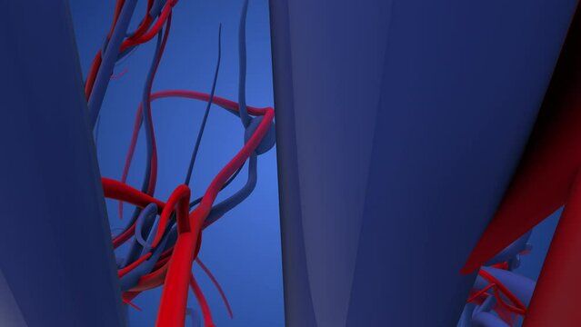 The cardiovascular system in humans
