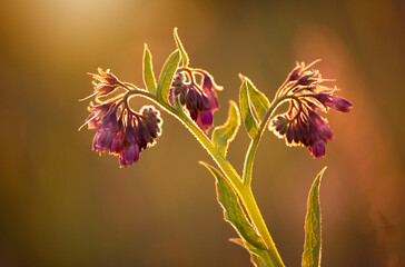 Fioletowe kwiaty Żywokostu lekarskiego w zachodzącym słońcu. © mycatherina