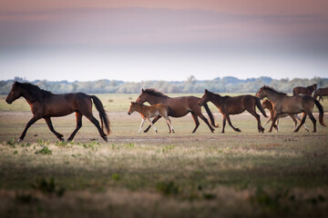 Fototapeta premium Beautiful wilde horses in nice backlight form sunset