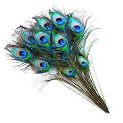 Obraz premium Peacock feathers on transparent or white background