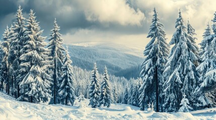 A dense snowy forest with many trees