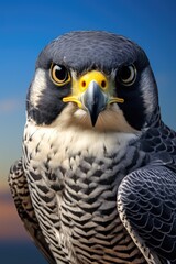 Fototapeta premium Close-up view of a bird of prey's face with sharp features and piercing eyes