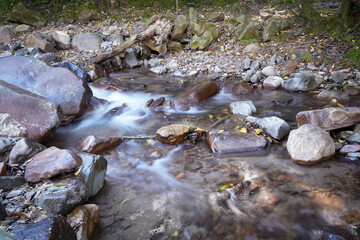 stream in the forest