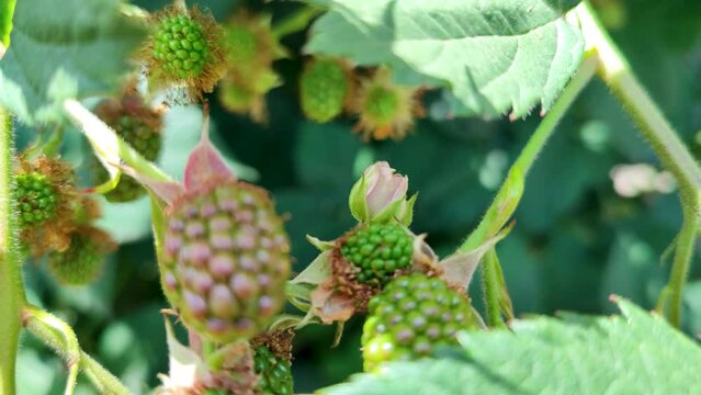 Close up to a bee collects pollen from not ripe brambles