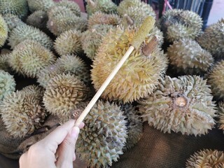 How to check if durian is ripe or not by using a wooden tool for Check by tapping the area of ​​the bark that has the spikes and listening for the sound.