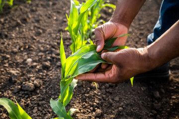Close up image of farmer holding and examining  corn plant.