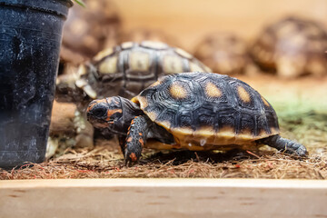 Turtles for raising awaiting sale. It's a popular pet in Thailand.