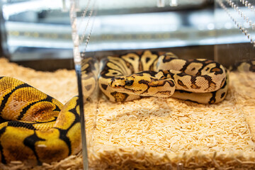 Ball python in the glass cabinet waiting to be sold. It's a popular pet in Thailand.