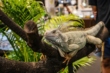 Green Iguana on a log. It's a popular pet in Thailand.