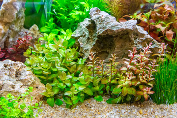 Underwater landscape nature forest style aquarium tank with a variety of aquatic plants, stones and herb decorations.