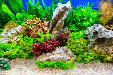 Underwater landscape nature forest style aquarium tank with a variety of aquatic plants, stones and herb decorations. © dsom