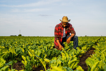 Young  farmer is  examining crops in his growing spinach  field. © inesbazdar