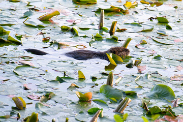 Nutria, coypu herbivorous, semiaquatic rodent family Myocastoridae swimming in the lake, animals,...