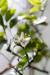  blooming lemon tree flower