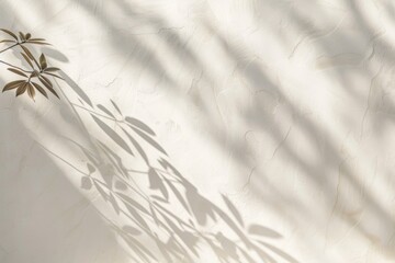 Tranquil Olive Branch Shadow on Textured White Wall