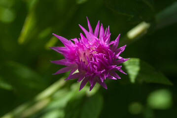 One purple flower against a background of green foliage.