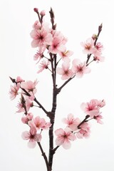 Obraz premium flower Photography, Cherry blossoms Akebono Close up view, Isolated on white Background