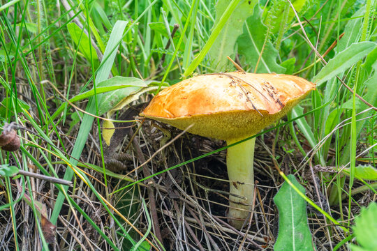 Edible mushroom Suillus granulatus growing in the grass