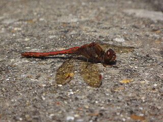The common darter dragonfly (Sympetrum striolatum), male resting on a concrete wall