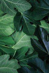 close up of leaves of fig - view from above. green leaves background