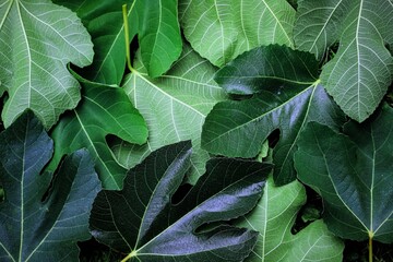 close up of leaves of fig - view from above. green leaves background