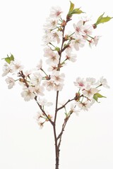flower Photography, Cherry blossoms Kanzan, Isolated on white Background