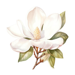 Elegant white magnolia flower illustration with dark green leaves, capturing natural beauty and simplicity in bloom.