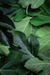 close up of leaves of fig - view from above. green leaves background