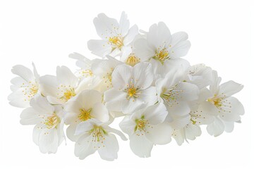 Obraz premium flower Photography, Cherry blossoms Okame, Isolated on white Background