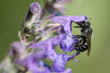 Osmia adunca an der Katzenminze