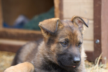 Beautiful German Shepherd puppies resting in their enclosure on a farm in Skaraborg Sweden