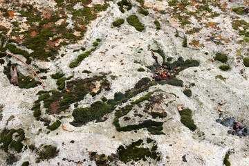 lichen on rock