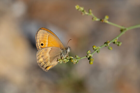 little orange butterfly, Saadi's Heath, Coenonympha saadi
